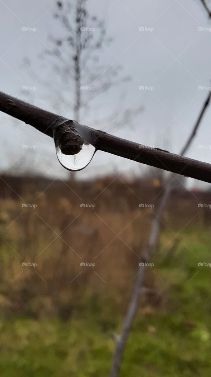 winter garden - a drop of rain with tree reflection