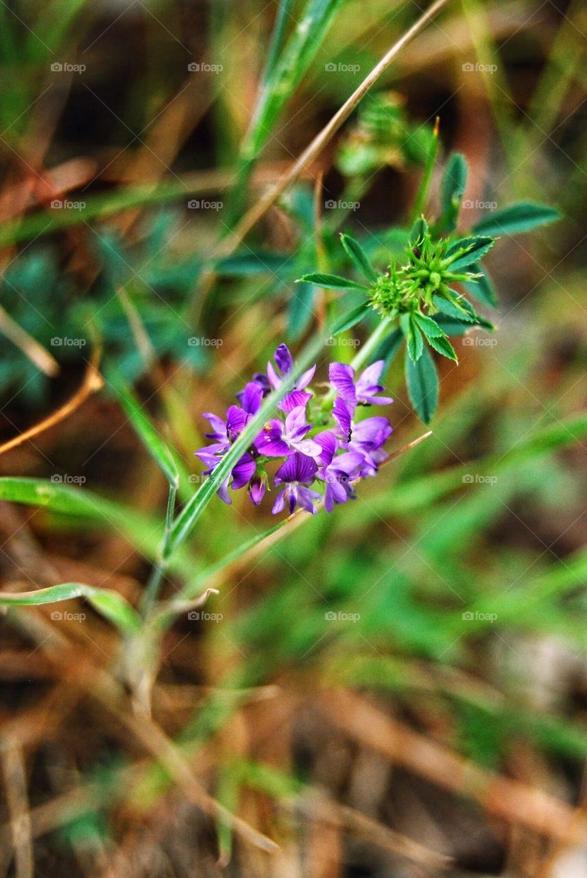 Bloom