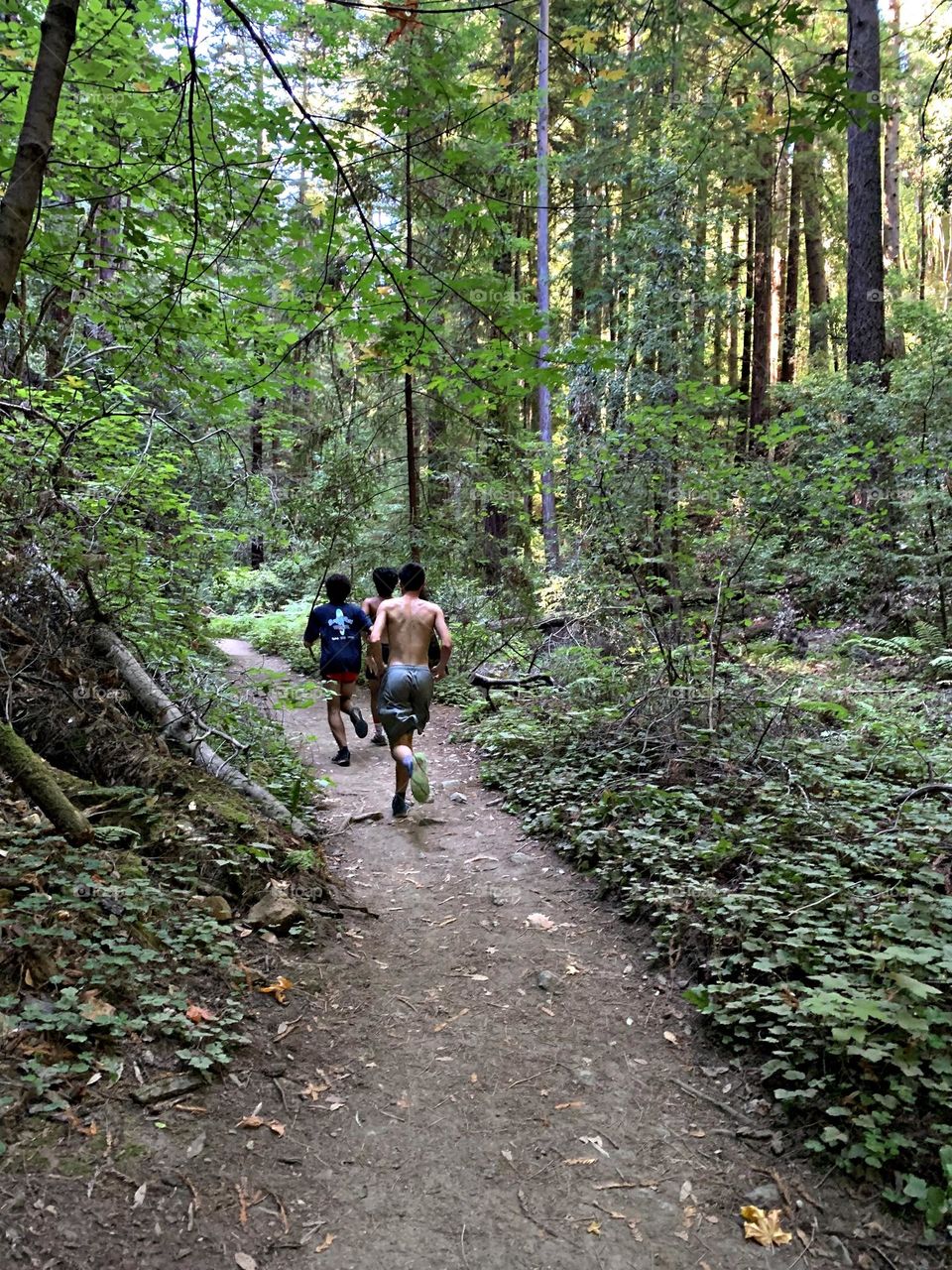 Runners on the cool forest trail - The trees were the towers of the forest. We looked up and the trees were skyscraper tall.. We were in awe of the size and majesty of the trees. The Beauty of the forest comforted our hearts. 