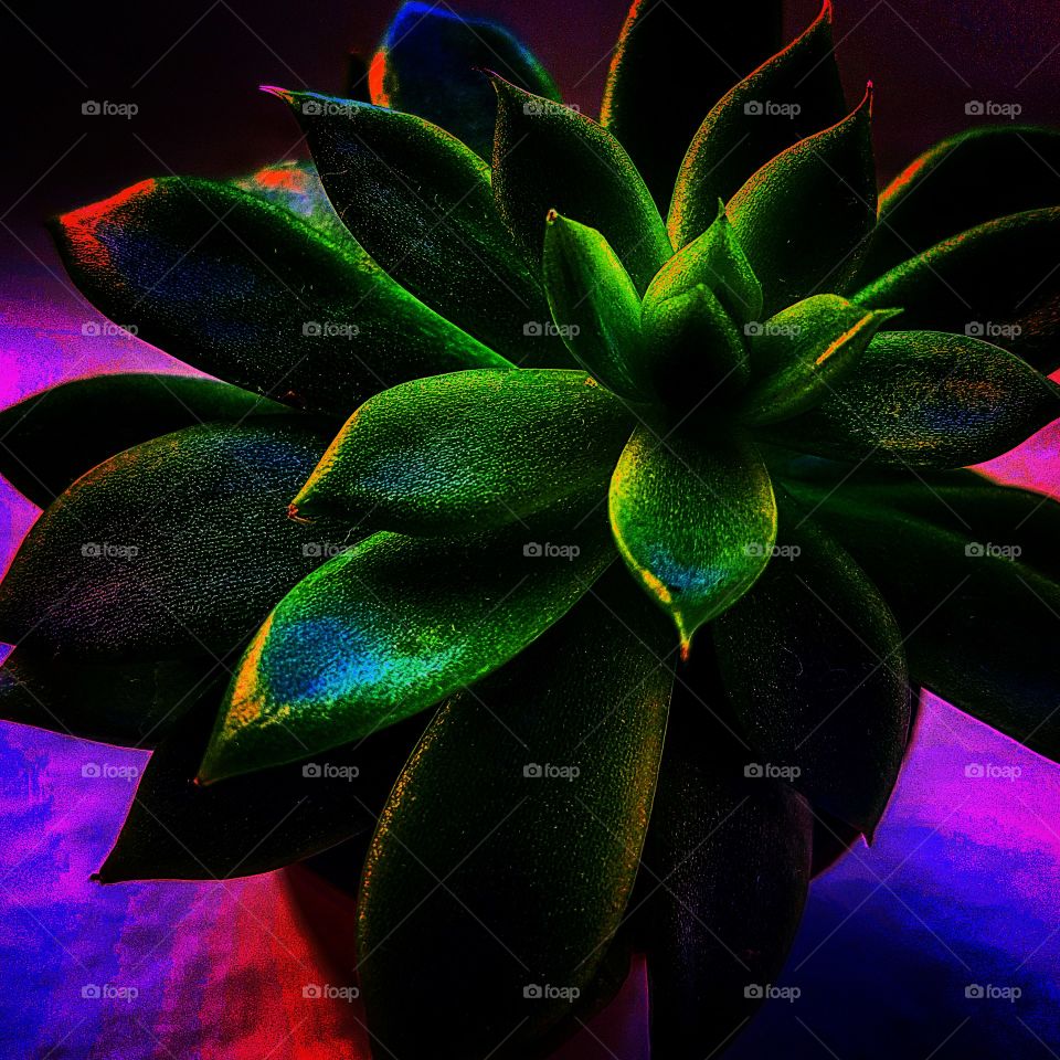 succulent
