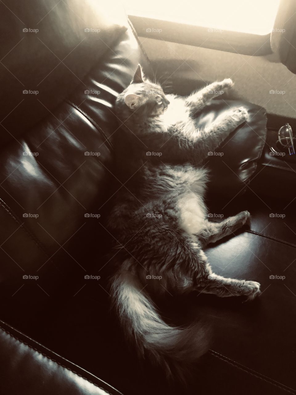 Graycee relaxing for an hour of Starz Western Jesse James gang. 