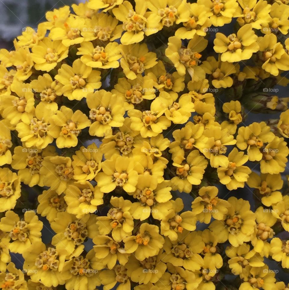 Yellow yarrow