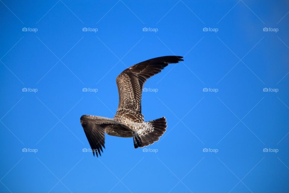 Seagull in flight against a vivid blue sky. 