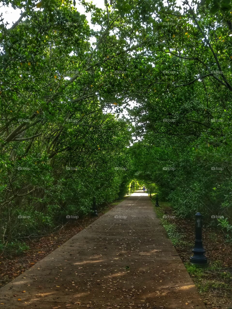 tree tunnel