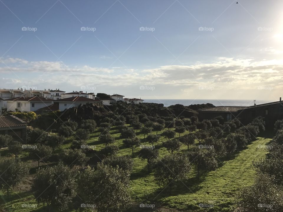 Cadaques Olive groves, by the sea 