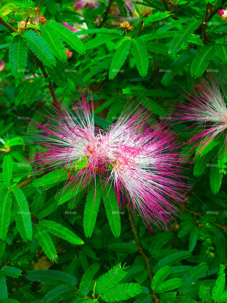 Como não admirar a flora brasileira?