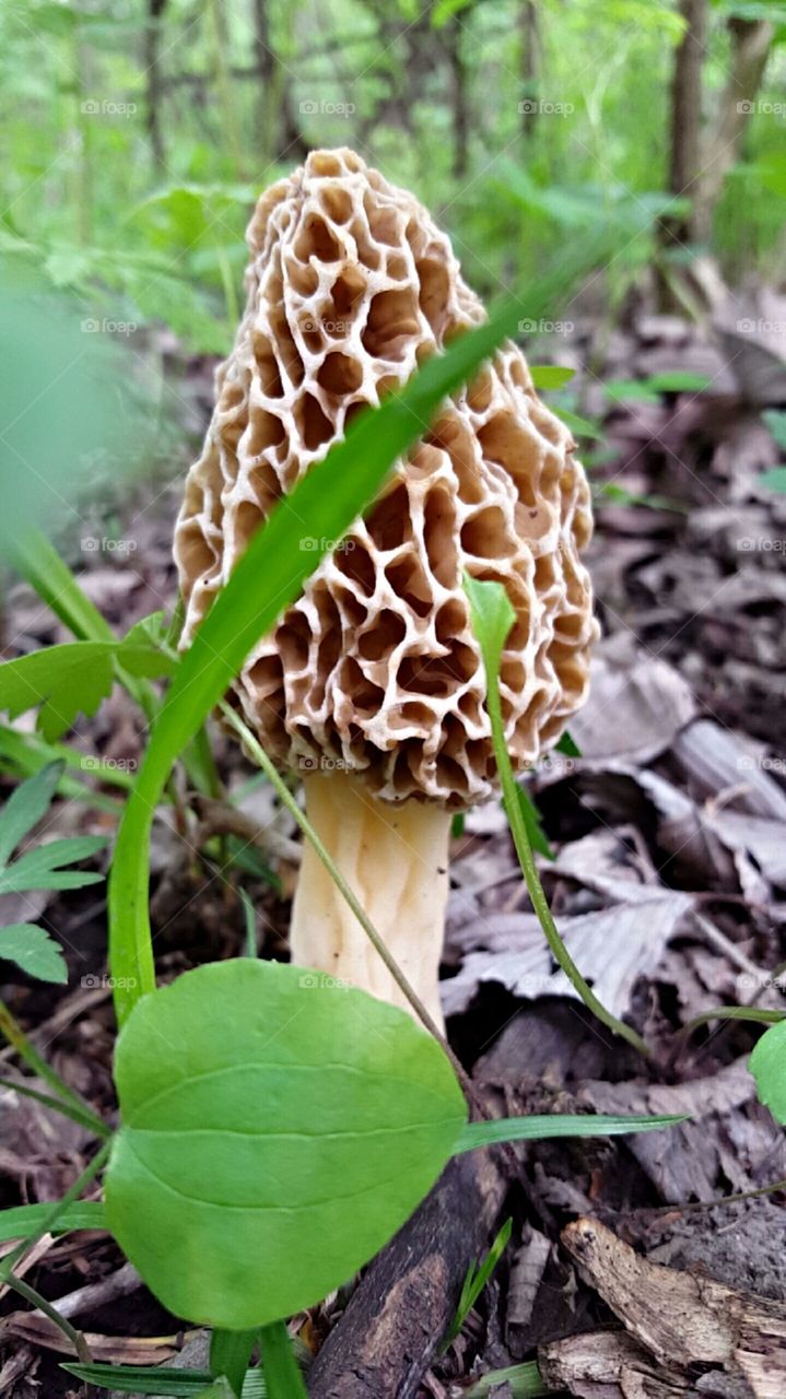 untouched morel mushroom