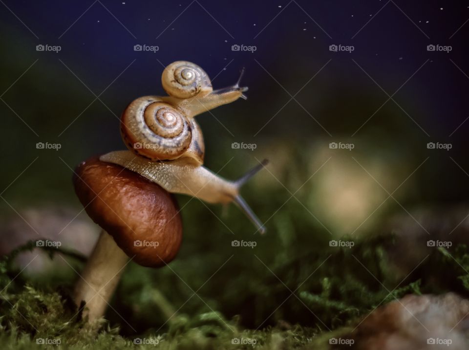 Two snails on mushroom 