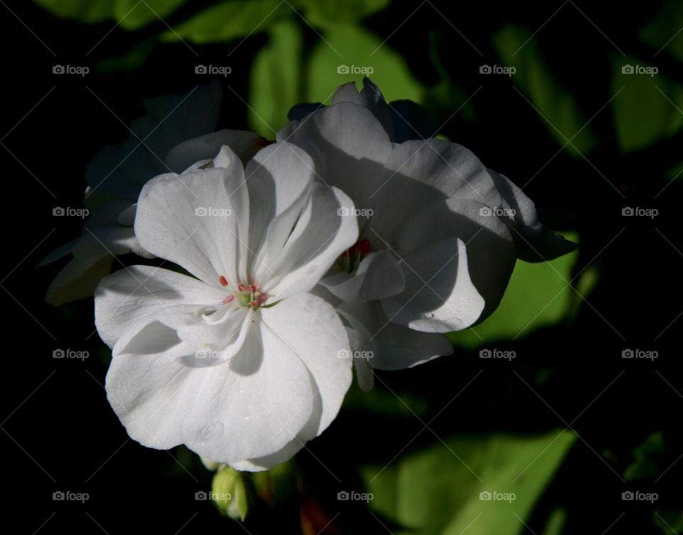 Pelargonium.