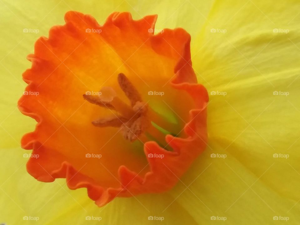 Center of a daffodil in Spring bloom