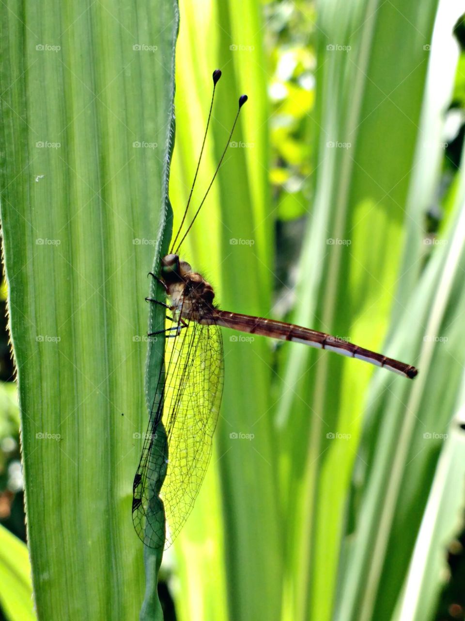 dragonfly