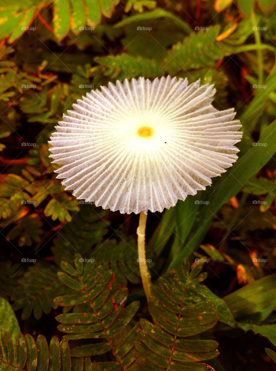 Little mushroom