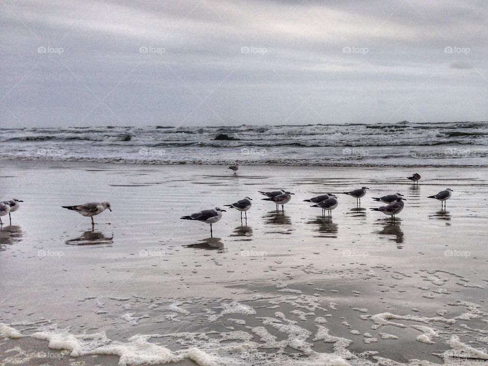 A grey day at the beach could still be fun with these funny birds looking for food in the sand. 