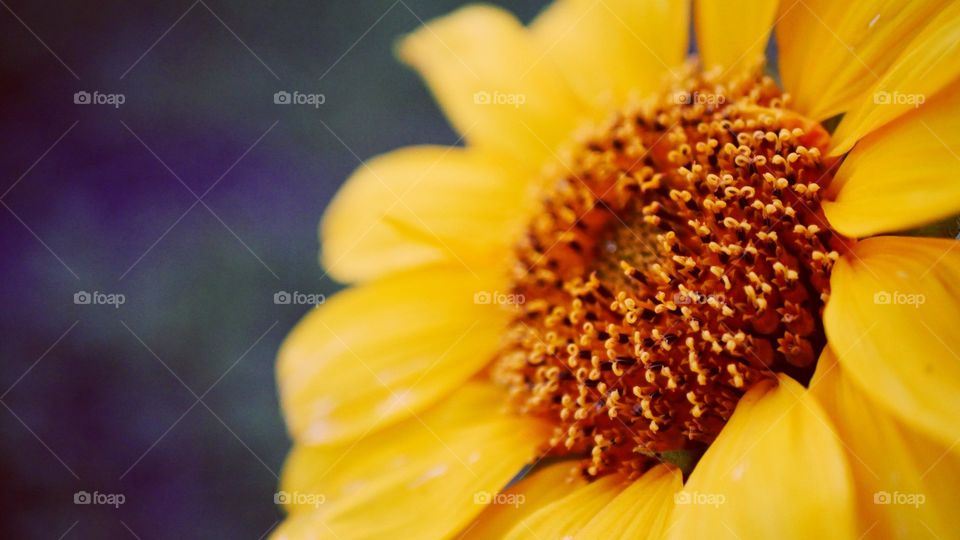 Sunflower in Bloom