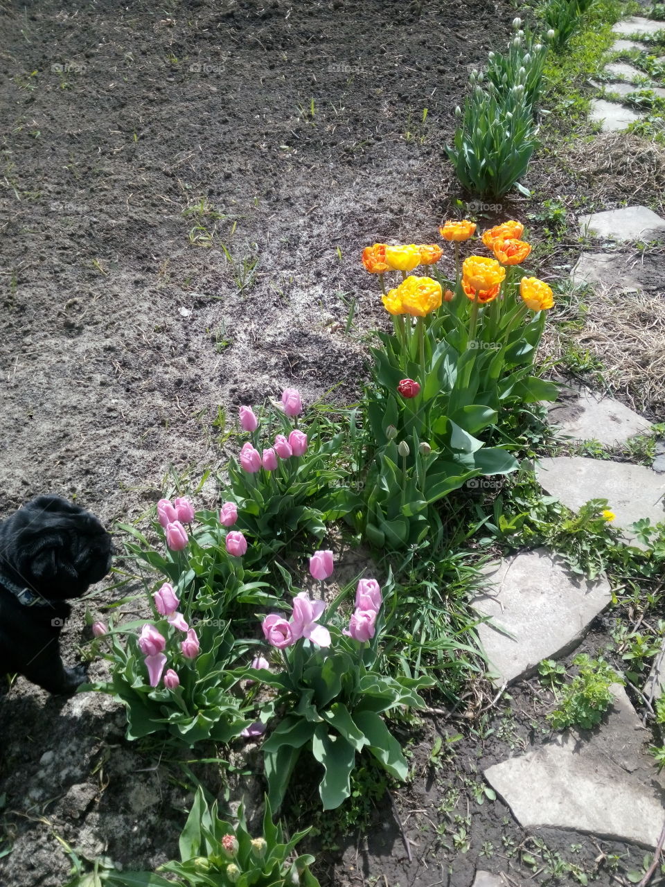 dog and flowers