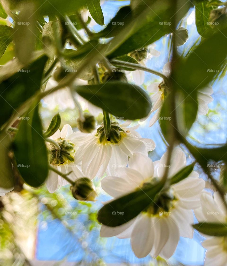 forests - Flowers 