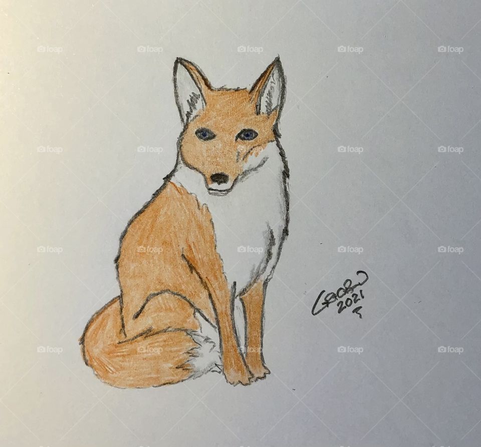 Red Fox