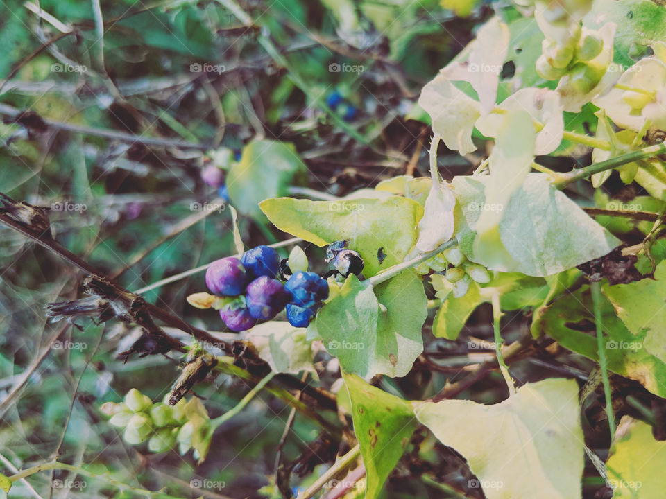purple berries in the woods