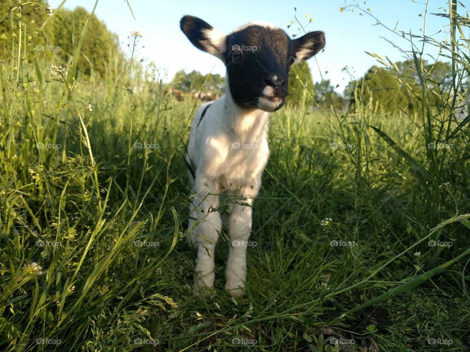 lamb