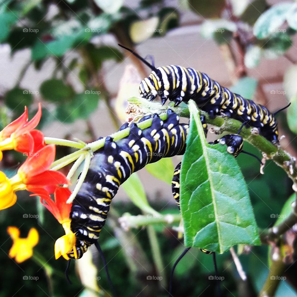 3 monarch caterpillar on milkweed beautiful...