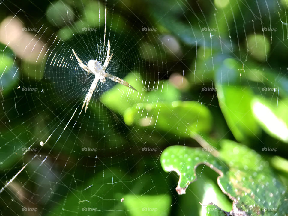 Like a snow princess spider under sunlight. Such a beautiful shape and act. There is not surprise if men walks to her...watch out!