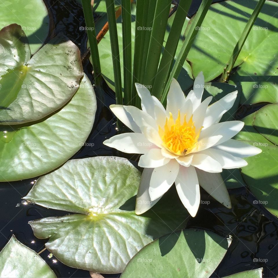 White water lily 