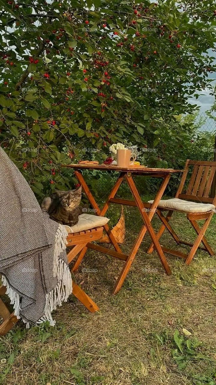 A very beautiful picture, and there is no better picture than it. There is no better picture of green herbs and colorful, red and white roses than it. Glory be to God, the natural and picturesque view, and there is no more