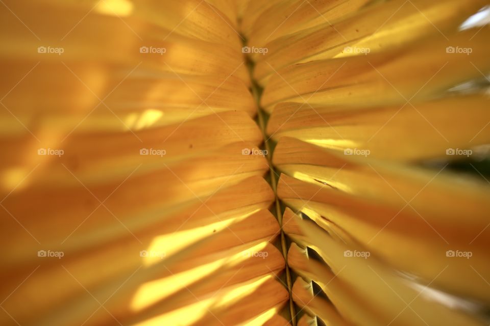 Yellow palm leaf