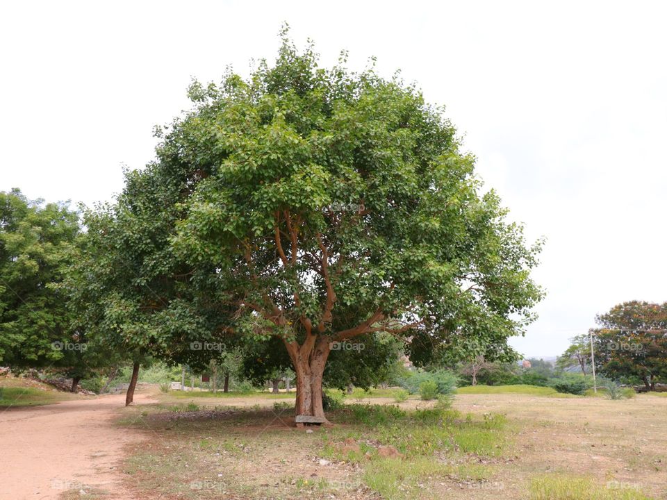 neem tree