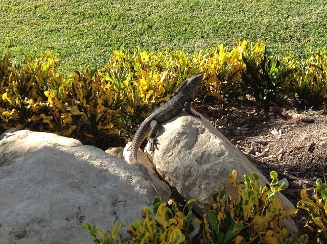 Lizard