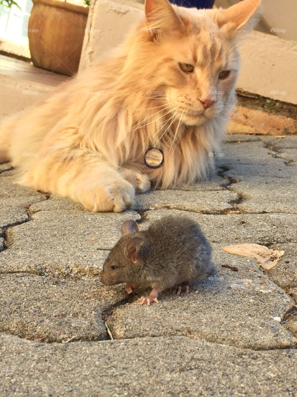 Cat and mouse 