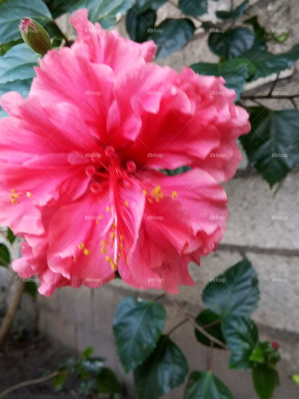 No Person, Flower, Leaf, Flora, Garden