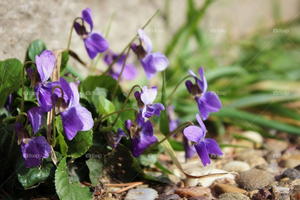 purple flowers