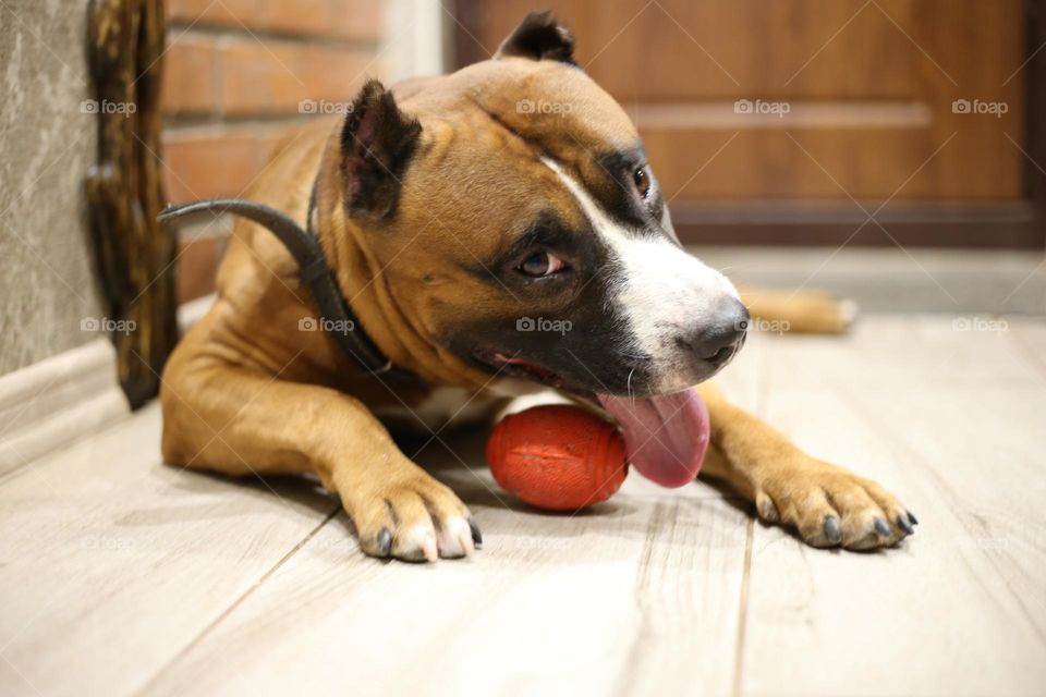 Pit bull playing with red rubber ball on the floor 