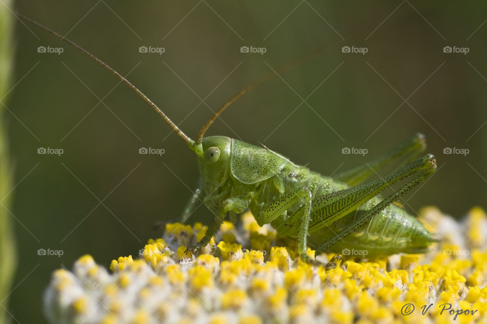 Great green bush cricket