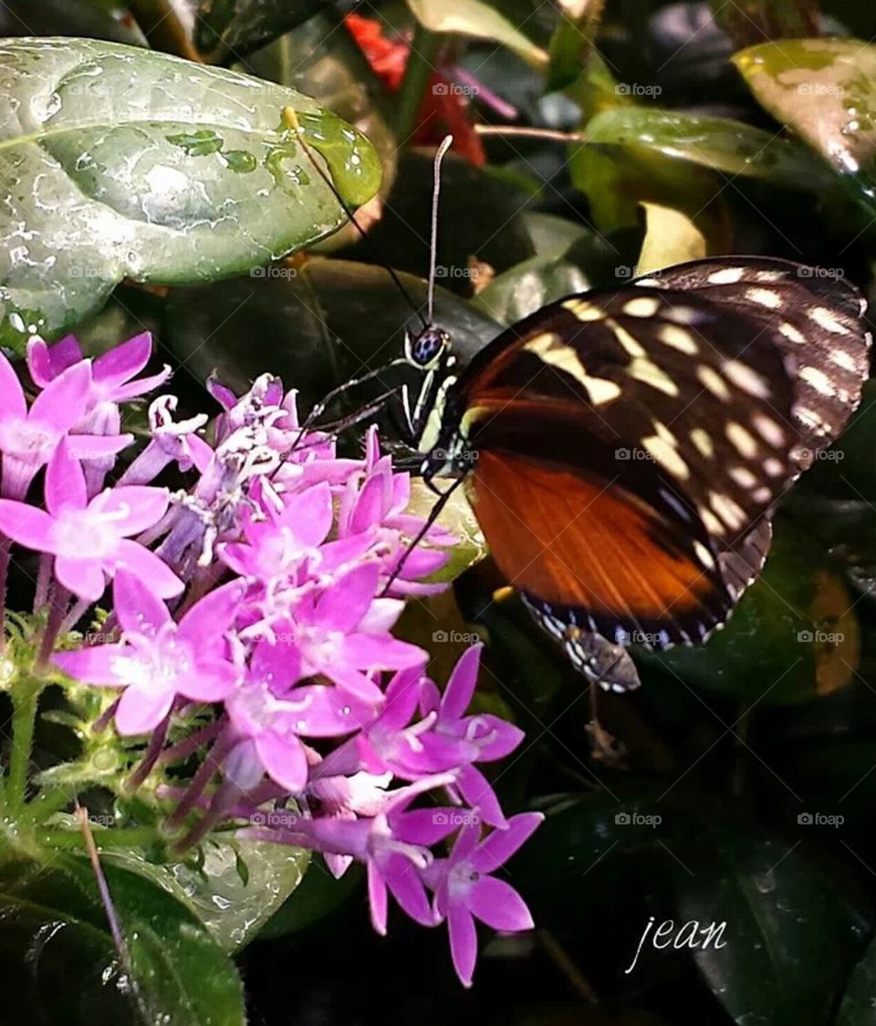 butterfly on flower