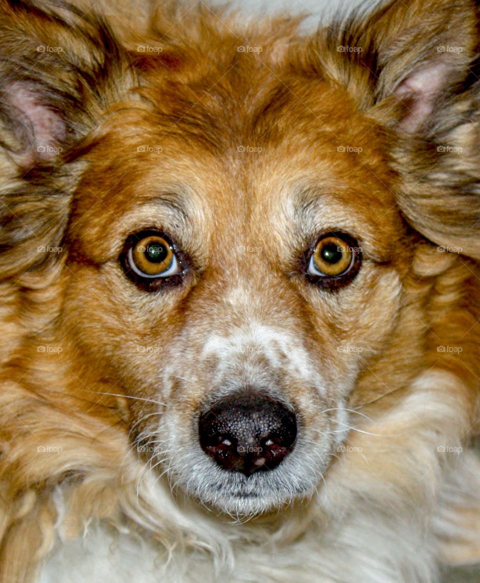 Beautiful rescue mutt dog has movie star eyes 