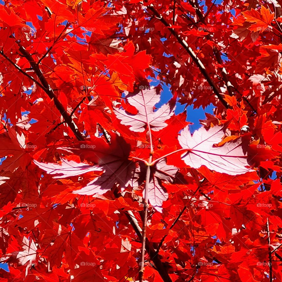 Vivid Leaves