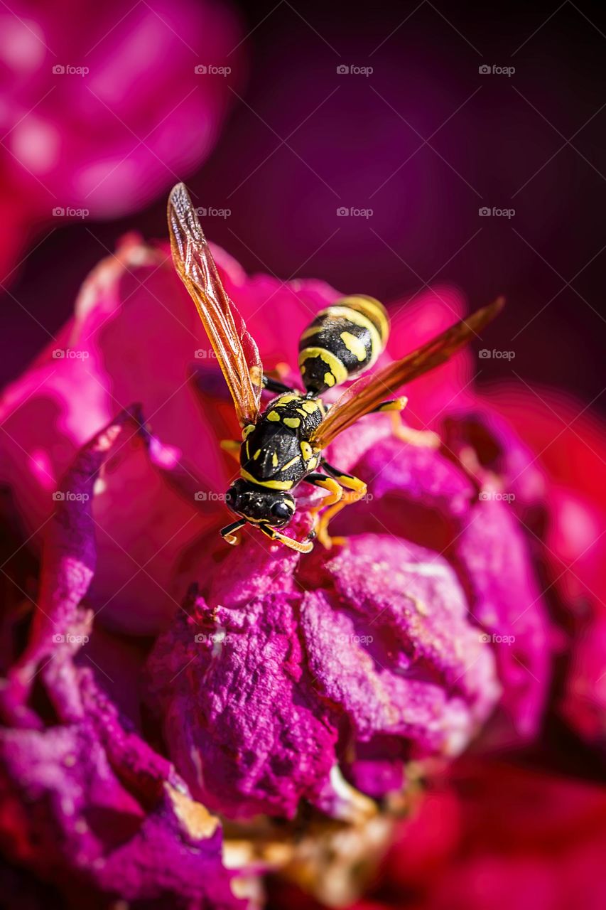 Wasp on flower