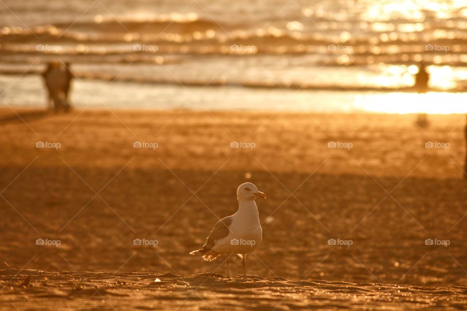 Sunset seagull walking over a summer sun beach during the golden hour.