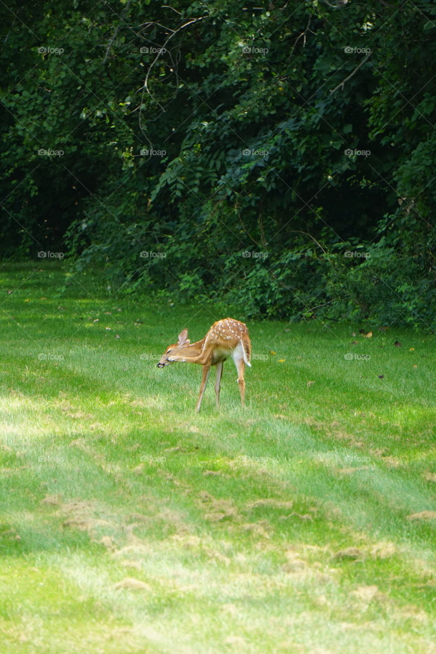 A deer scratches an itch. 