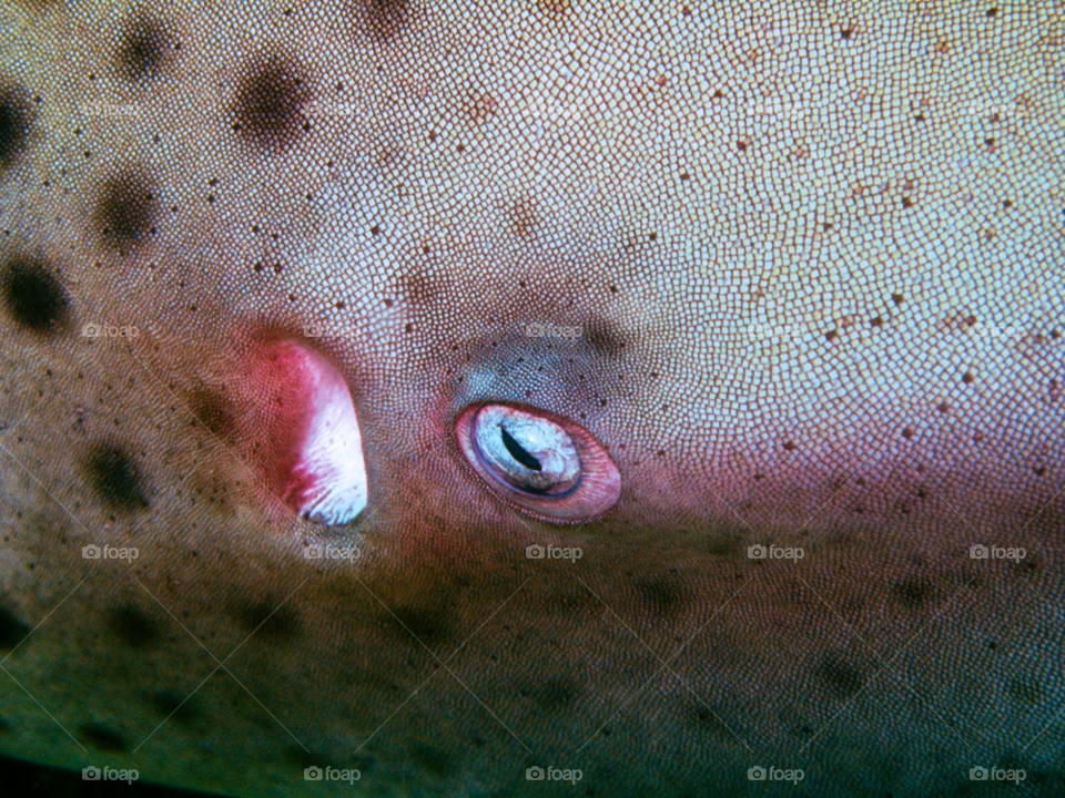ocean water fish eye by skepparkranz