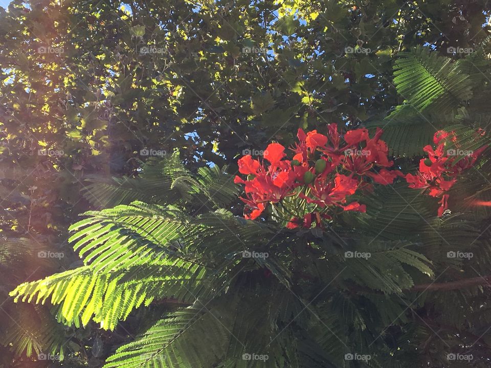Tree displays red flowers. This ornament tree is called royal poinciana.