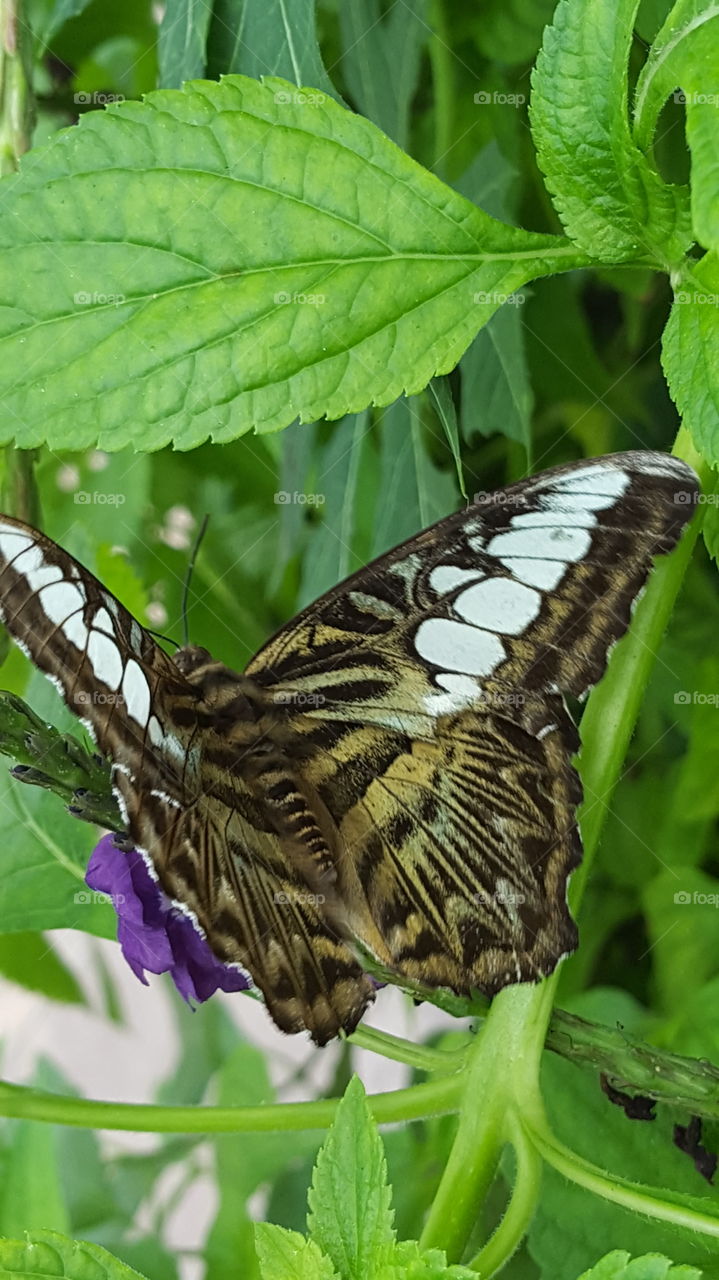 brown & white butterfly