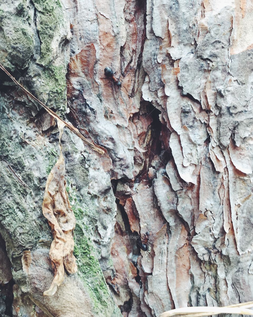 Bark, Tree, Trunk, Wood, Nature