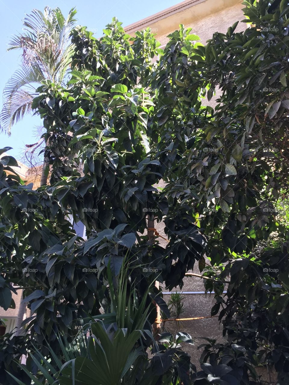 Avocado tree in Zamalek, Cairo, Egypt 🇪🇬
