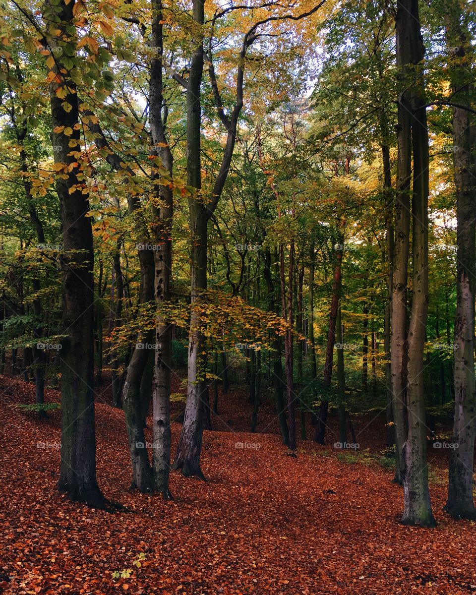 Scenic view of trees in forest