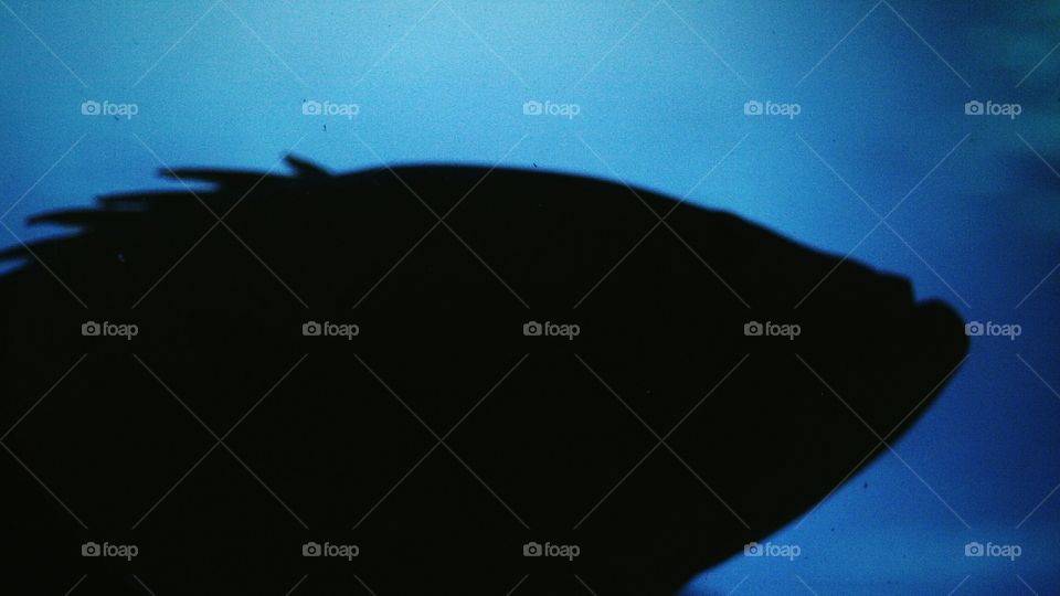 Fish in silhouette