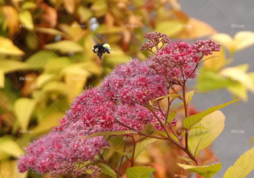 Bee