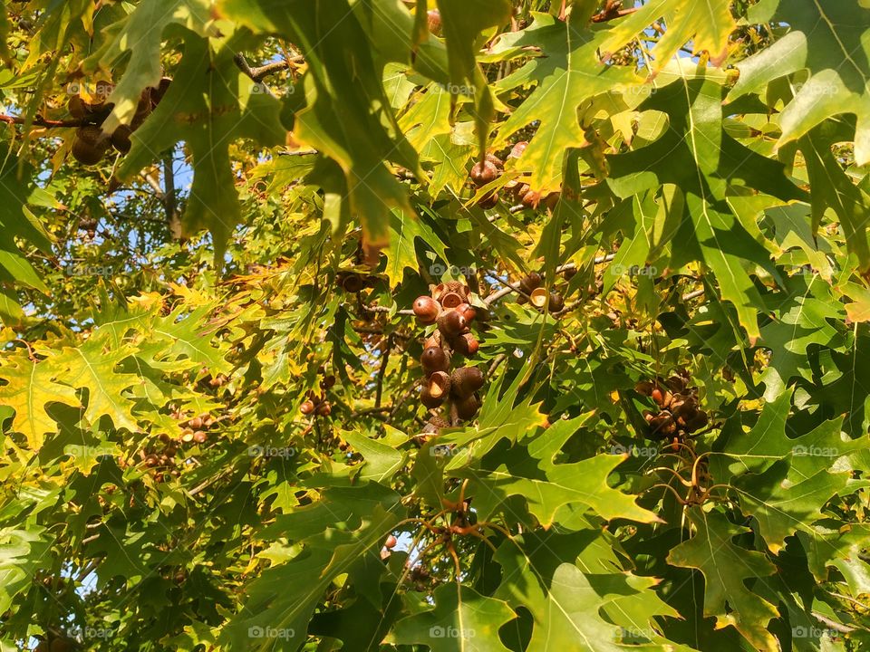 Acorns on the oak